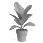 Plants collection 763