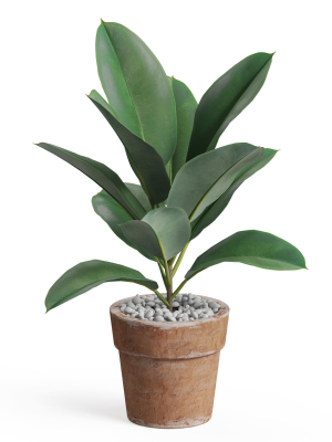 Plants collection 763