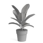 Plants collection 763