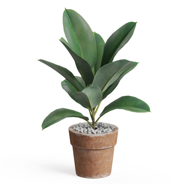 Plants collection 763