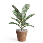 Plants collection 764