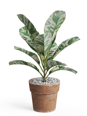plants-collection-764-3d-model-max-obj-fbx-c4d-blend