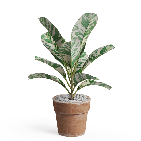 Plants collection 764