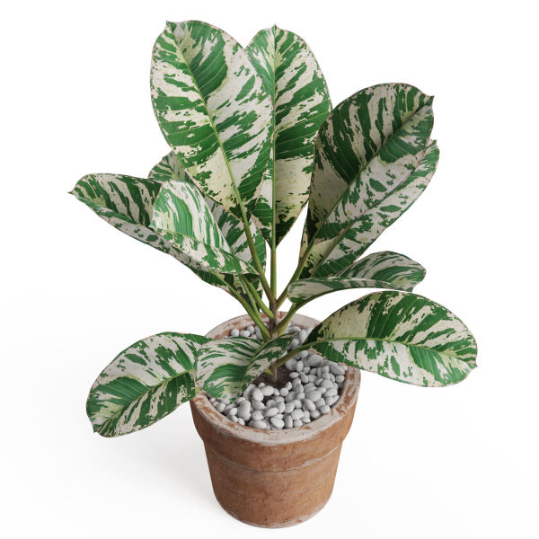 Plants collection 764