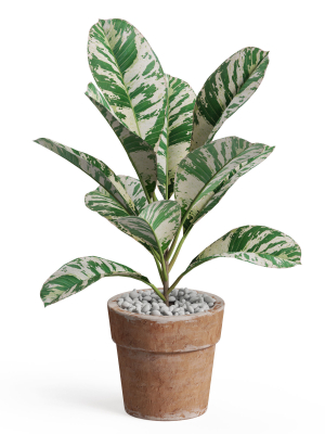 Plants collection 764
