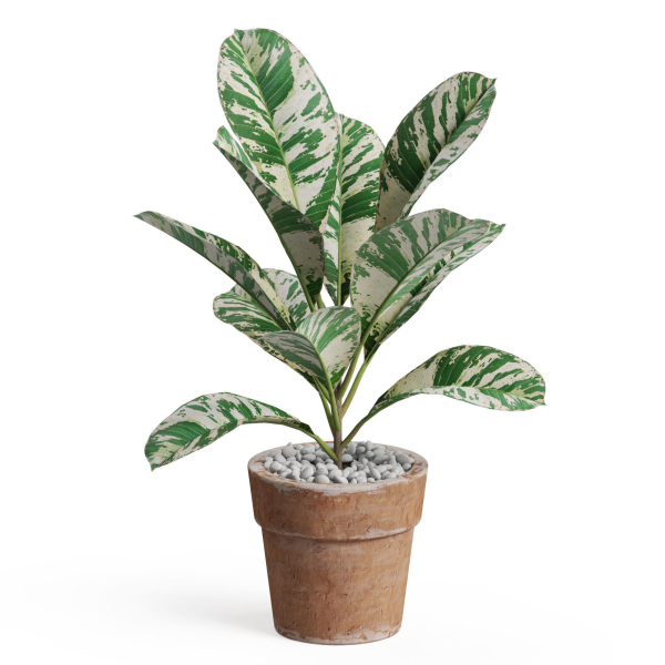 Plants collection 764