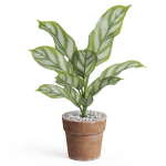 Plants collection 766