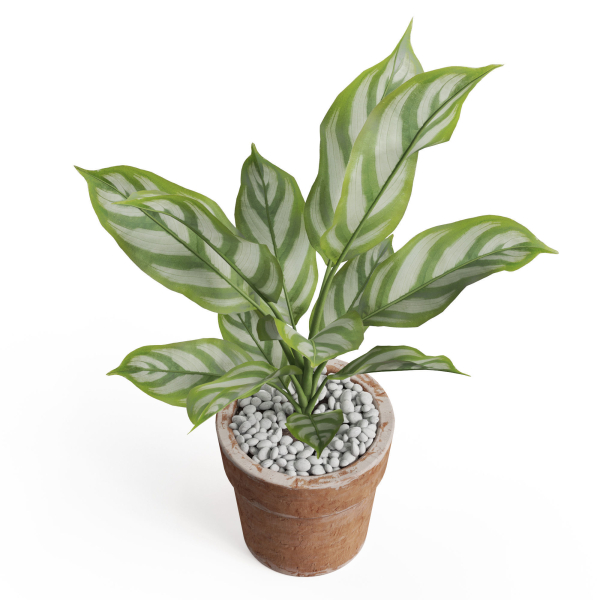 Plants collection 766