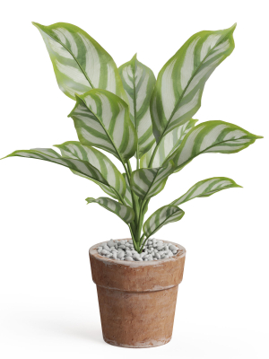 Plants collection 766