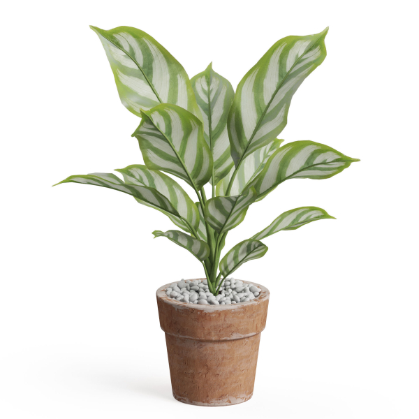 Plants collection 766