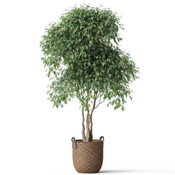 Plants collection 782
