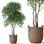 Plants collection 782