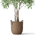 Plants collection 782