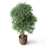 Plants collection 782