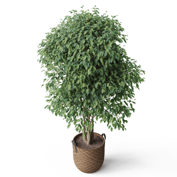 Plants collection 782