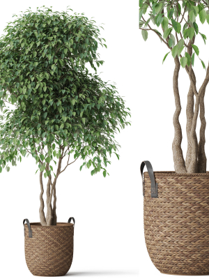 Plants collection 782