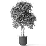 Plants collection 782