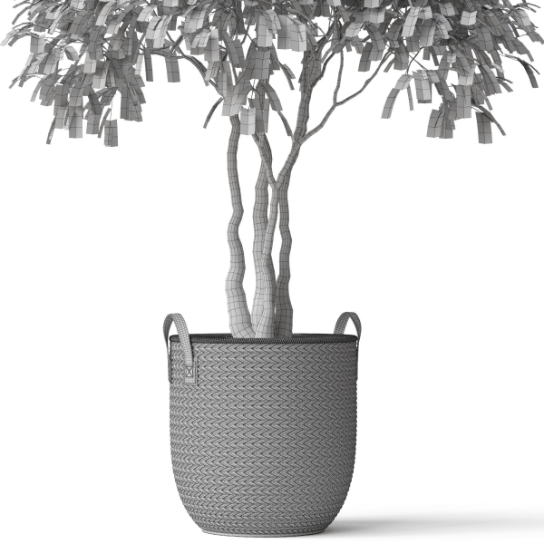 Plants collection 782