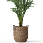 Plants collection 783