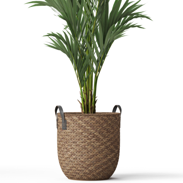 Plants collection 783