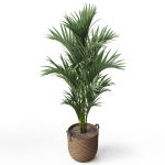 Plants collection 783