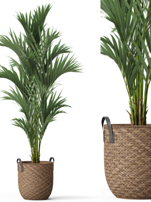 Plants collection 783
