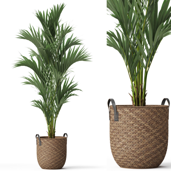 Plants collection 783