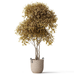 Plants collection 786