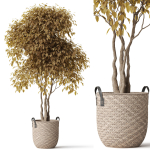 Plants collection 786