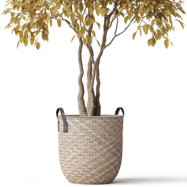 Plants collection 786
