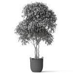 Plants collection 786