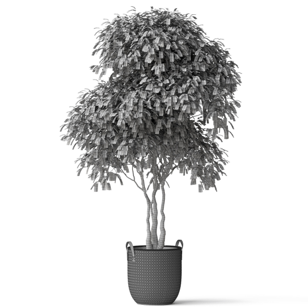 Plants collection 786