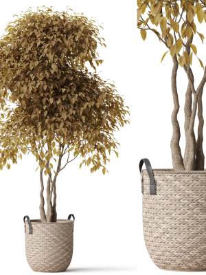 Plants collection 786