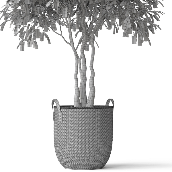 Plants collection 786