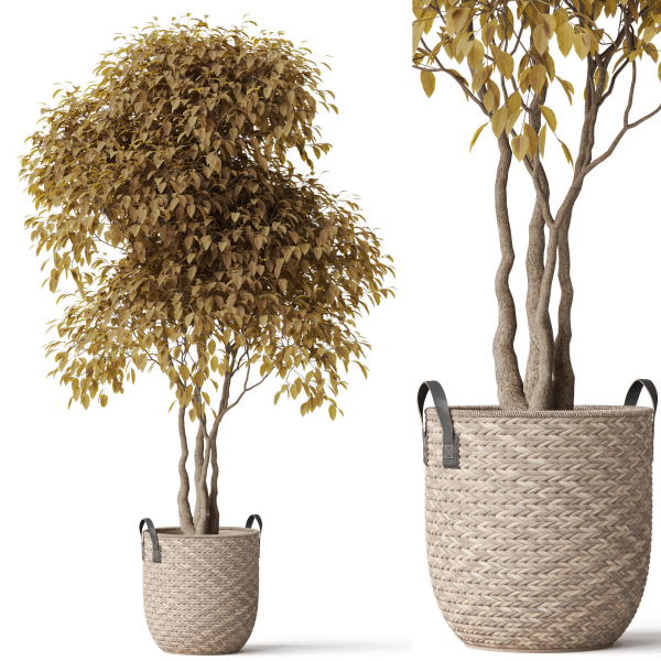 Plants collection 786
