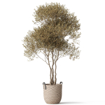 Plants collection 787