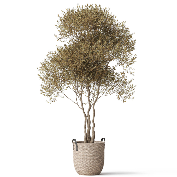 Plants collection 787
