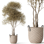 Plants collection 787