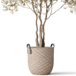 Plants collection 787