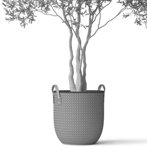 Plants collection 787