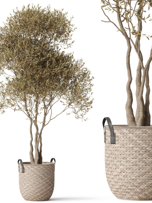 Plants collection 787