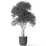 Plants collection 787