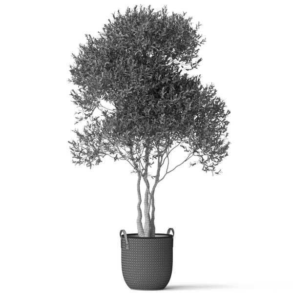 Plants collection 787