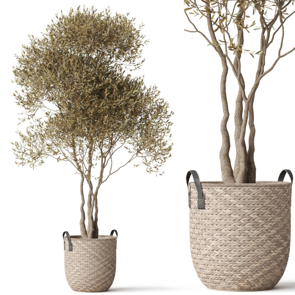 Plants collection 787