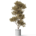 Plants collection 788