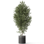 Plants collection 790