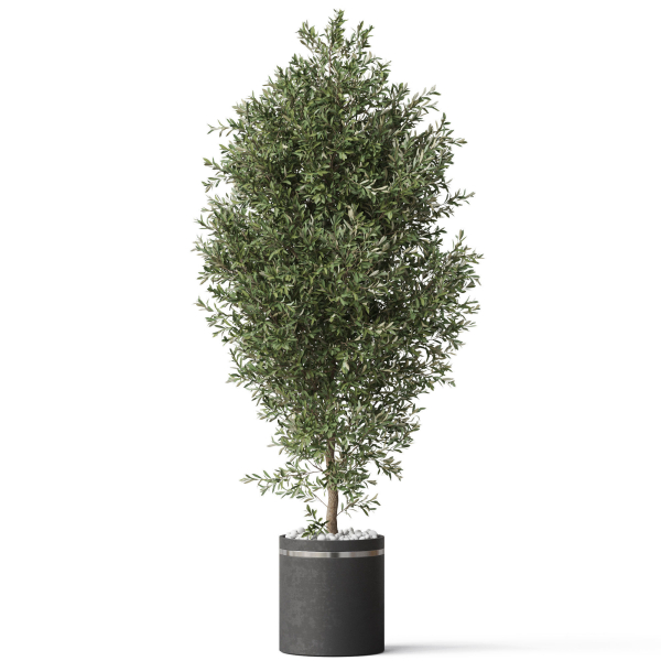 Plants collection 790