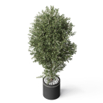 Plants collection 790