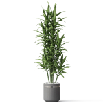Plants collection 792