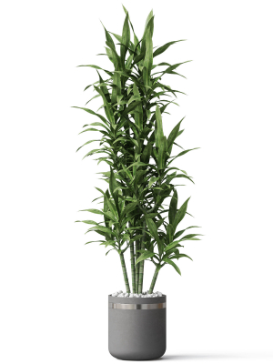 plants-collection-792-3d-model-max-obj-fbx-c4d-blend
